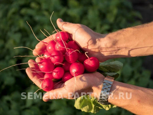Редис Мечта Алисы F1