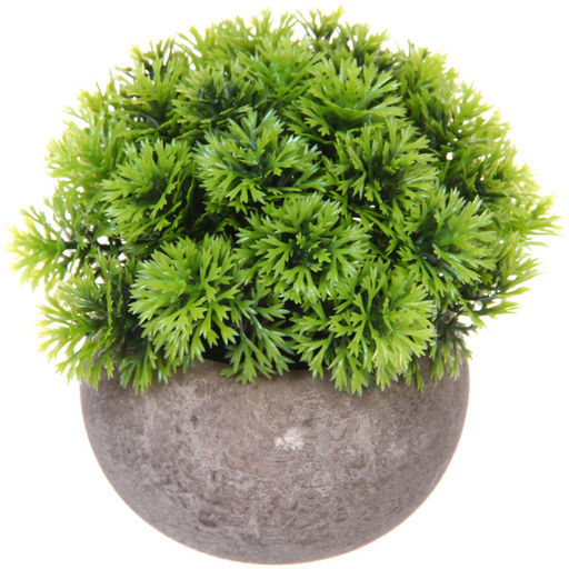 Цветочная композиция "Green garden" 10*12см в горшке, шишка