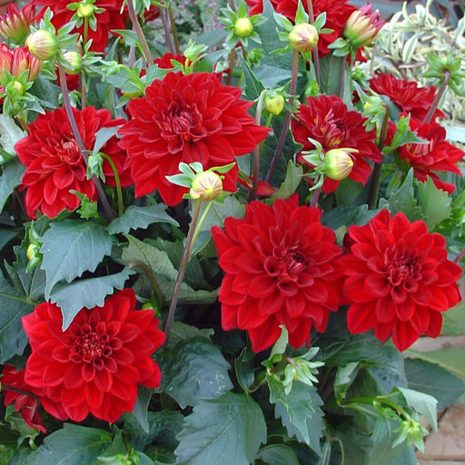 ГЕОРГИНА Элен Хьюстон Разбор I Кол-во упак., шт 1