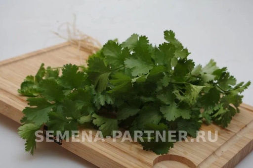 Кориандр Карибе - Партнер фото 5