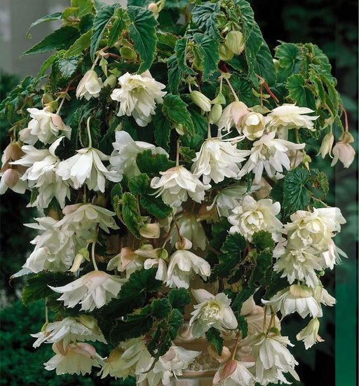 БЕГОНИЯ Пендула Белая Разбор 5/6 Кол-во упак., шт 3