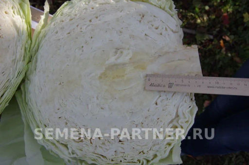 Капуста белокочанная позднеспелая Мегатон - Партнер фото 6
