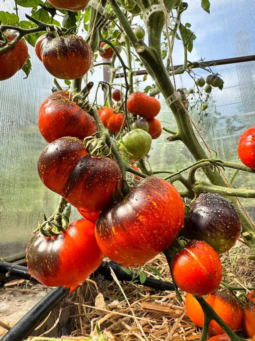 Синий огонь НОВИНКА 2025 года!