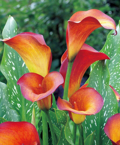 КАЛЛА Флейм Разбор 12/14 Кол-во упак., шт 2