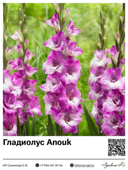 Гладиолус Anouk (Гофрированный)