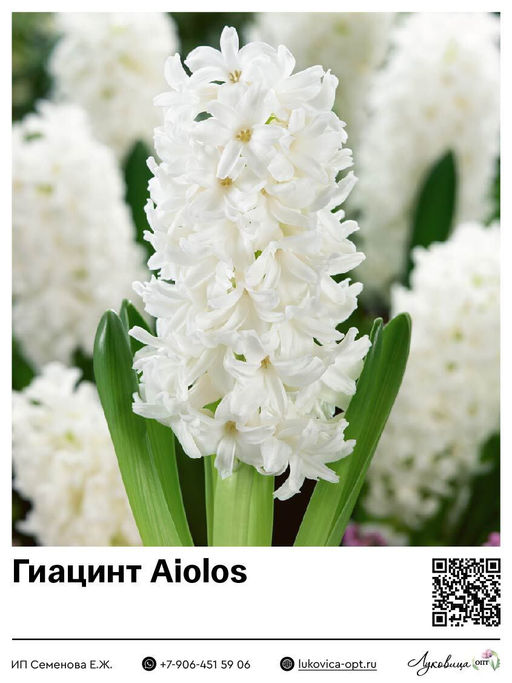 Гиацинт Aiolos