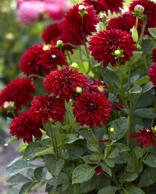 ГЕОРГИНА Мелоди Мамбо Разбор I Кол-во упак., шт 1