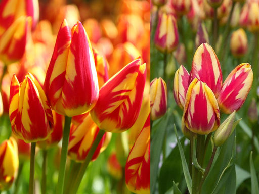 Тюльпан Colour Spectacle (Колор Спектакль) - Долина роз фото 2