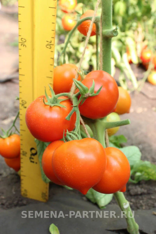 Томат Агаша - Партнер фото 5