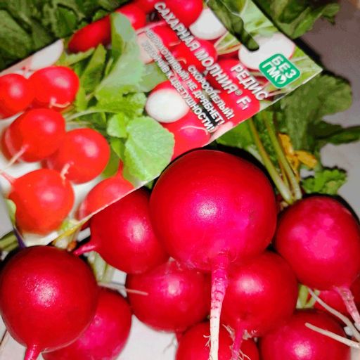 Редис САХАРНАЯ МОЛНИЯ F1 - Уральский дачник фото 4