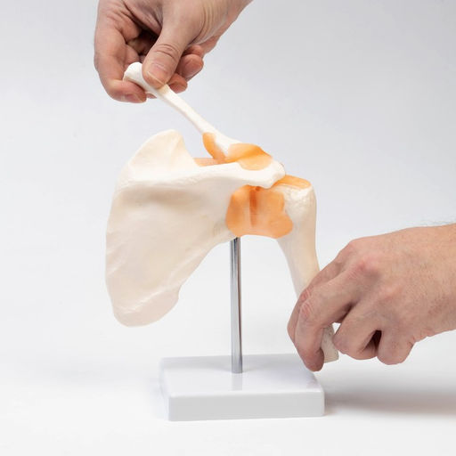 Макет «Плечевой сустав» 23×15×15 см