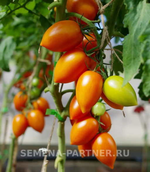 Томат Барокко - Партнер фото 4