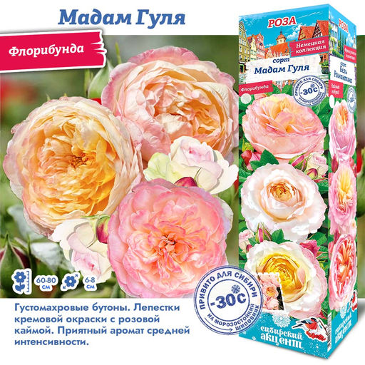 Роза Мадам Гуля (Флорибунда) 1шт