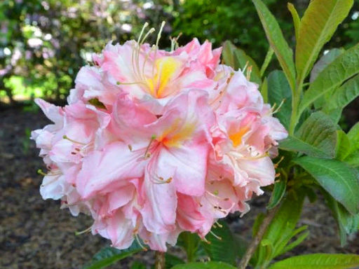 Азалия крупноцветковая Cecile (Сесиль) - Долина роз фото 3