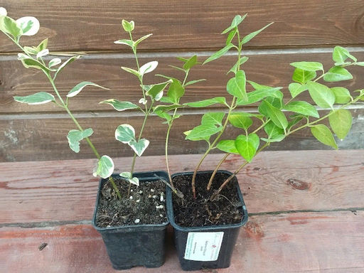 Барвинок большой синий - Долина роз фото 2