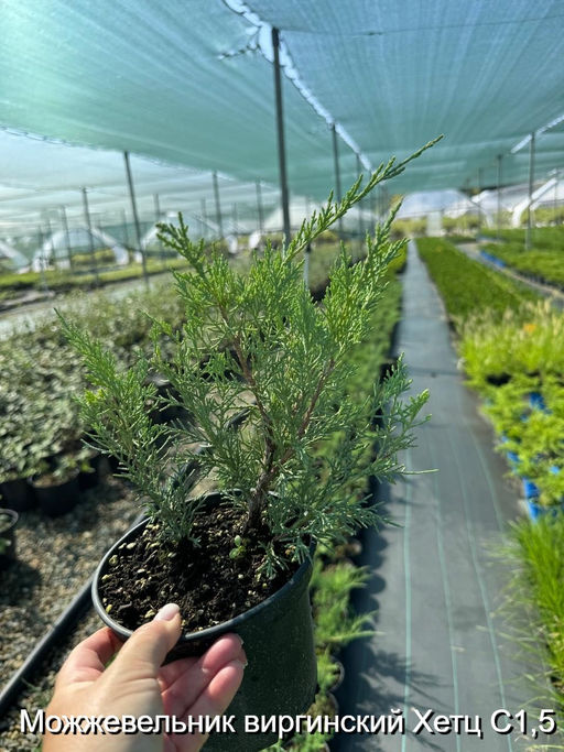 Можжевельник виргинский Хетц С1,5 - Park rose фото 3