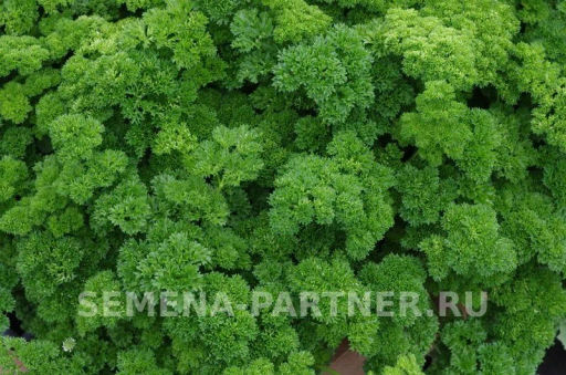 Петрушка кудрявая Астра - Партнер фото 8