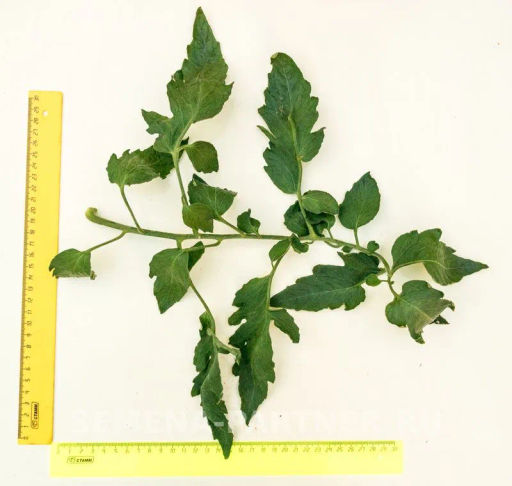 Томат Сокровище Инков - Партнер фото 6