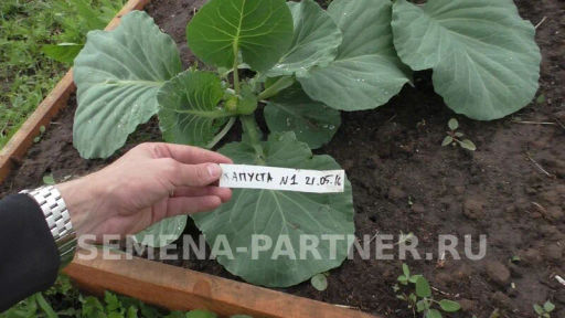 Капуста белокочанная позднеспелая Престиж - Партнер фото 2