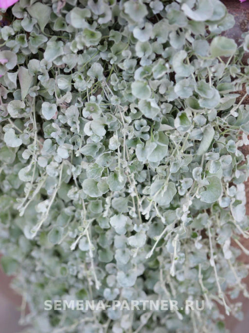 Дихондра серебристая Кудри в серебре - Партнер фото 2