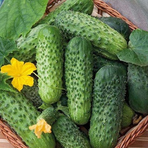 6208U Огурец Вероника F1 5шт