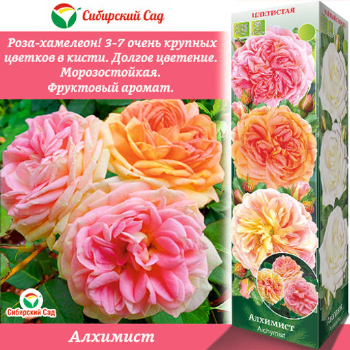 Роза Алхимист (Плетистая) 1шт