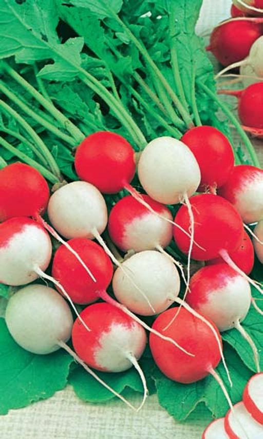 Редис КРАСНОЕ И БЕЛОЕ В смеси сорта с разным сроком спелости, грядка долго будет благодарить вас свежим редисом отличного вкуса! - Уральский дачник фото 2