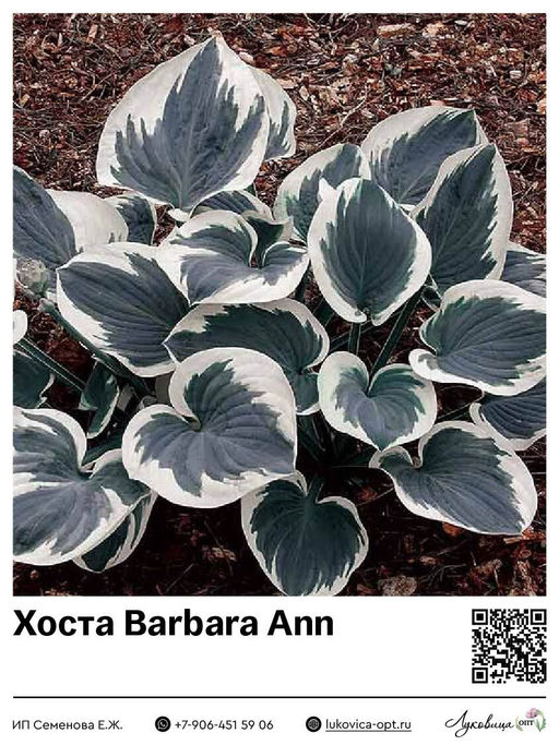 Хоста Barbara Ann