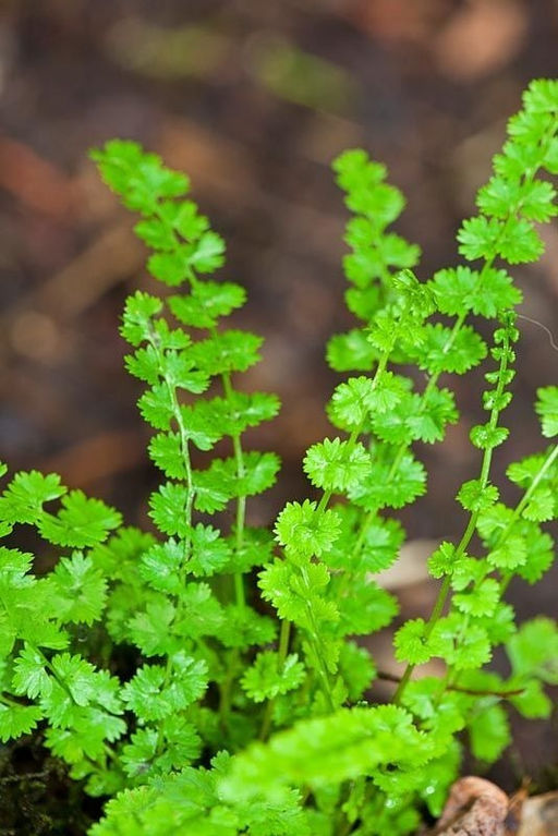 Кочедыжник Frizelliae (Женский) - Голландские луковицы фото 3