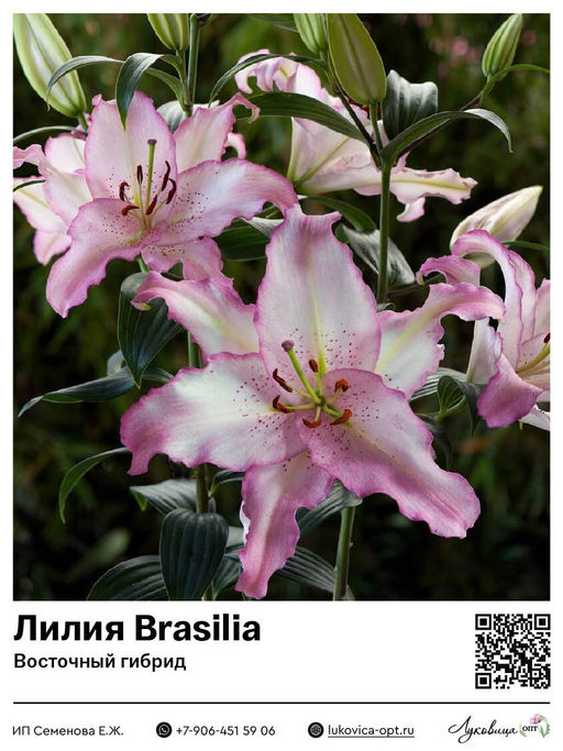 Лилия Brasilia (Восточный ориентальный гибрид)