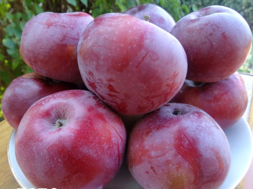 Яблоня Лобо - Долина роз фото 5