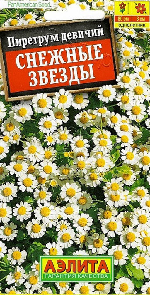 1748A Пиретрум Снежные звезды 7шт