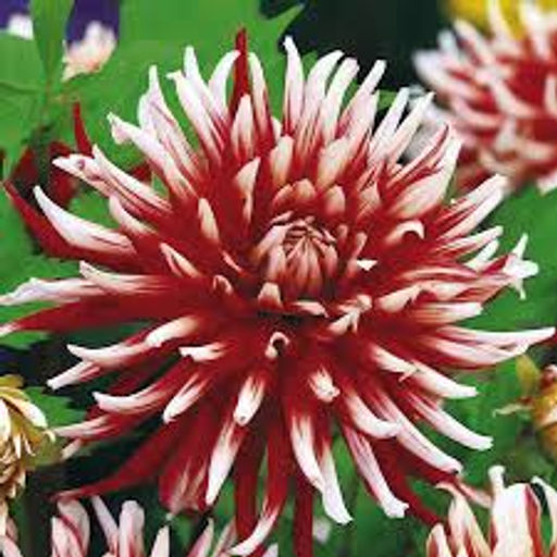 ГЕОРГИНА Фриколет Разбор I Кол-во упак., шт 1