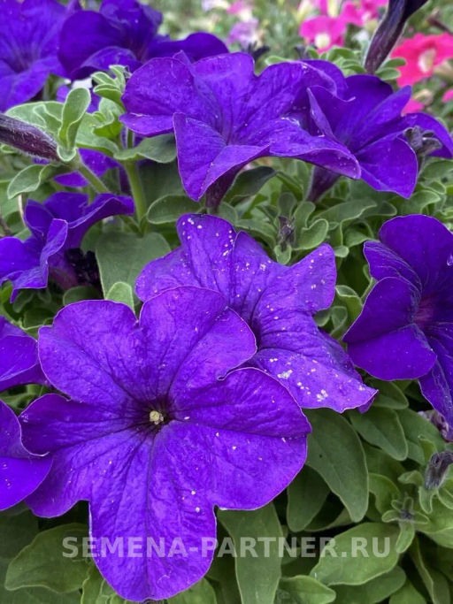 Петуния Кэнди Мелани прямостоячая синяя - Партнер фото 7