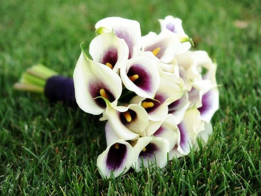 Калла Picasso (Пикассо) - Долина роз фото 7