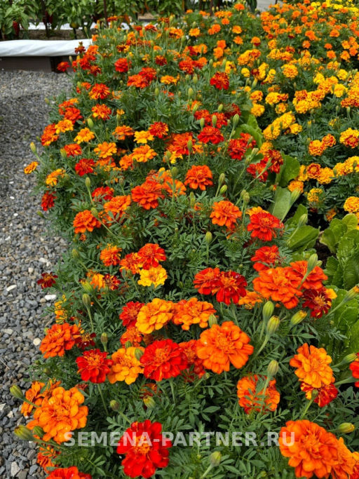 Бархатцы отклоненные Ромеро Рэд - Партнер фото 6