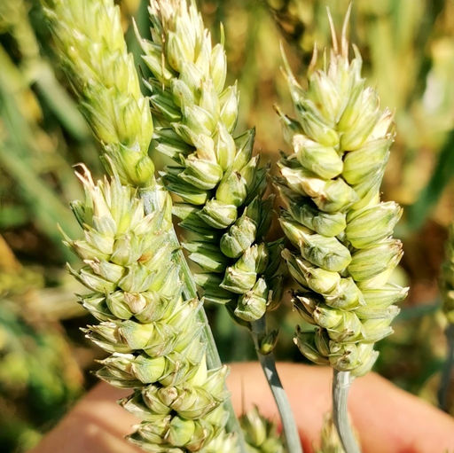 Карликовая Плотноколосая Пшеница - Triticum Compactum - Дом помидоров фото 3