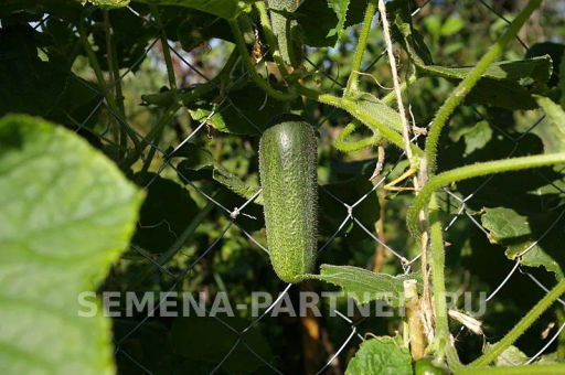 Огурец партенокарпический Хоббит - Партнер фото 4