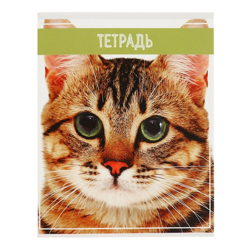 Комплект тетрадей из 5 штук (4 разные + 1 повторяющаяся), 36 листов в клетку Calligrata "Кошки", обложка мелованная бумага, блок №2, белизна 75% (серые листы)