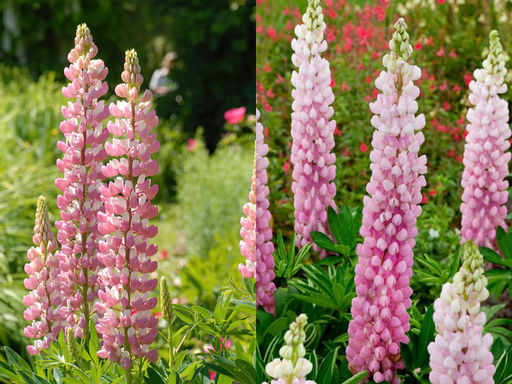 Люпин Шателейн - Долина роз фото 4