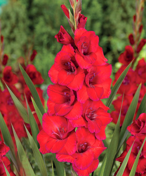 ГЛАДИОЛУС Оскар Разбор 10/12 Кол-во упак., шт 10