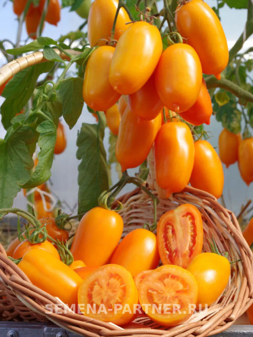 Томат Сиеста - Партнер фото 2