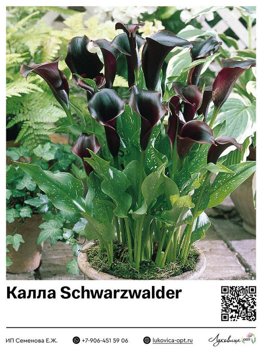 Калла Schwarzwalder