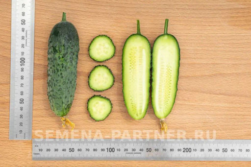 Огурец партенокарпический Директор - Партнер фото 8