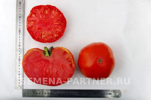 Томат Легенда Коктебеля - Партнер фото 8