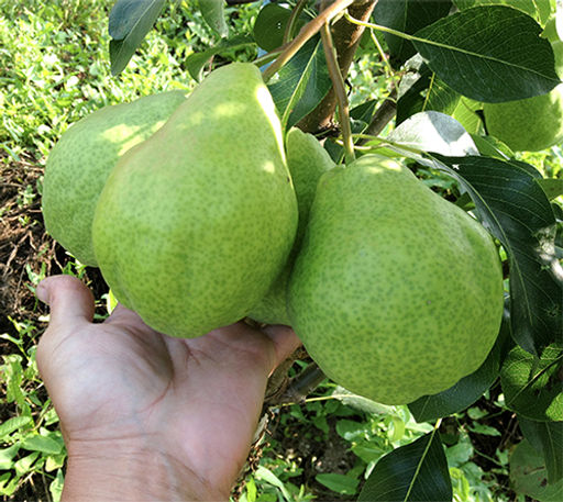 Груша Августовская роса - Волжский сад фото 2
