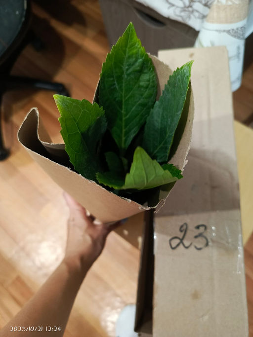 Гортензия крупнолистная Ю энд Ми Форевер