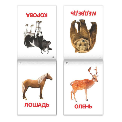 Книги Карточки Домана на скрепке, набор, 8 шт. по 20 стр. - Буква-ленд фото 4