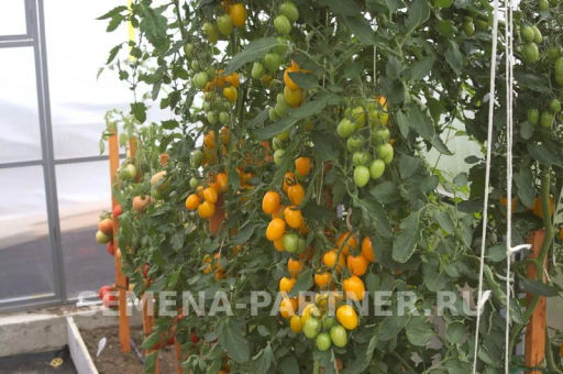 Томат Гейша - Партнер фото 4