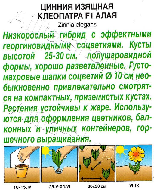 Цинния Клеопатра F1 алая 12шт. (Аэлита)